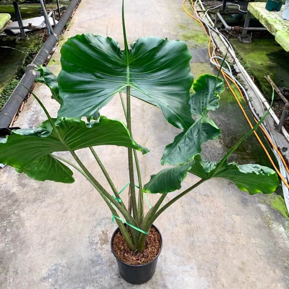 Natural de plantas reales de las plantas de interior Alocasia Stingray