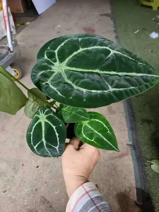 Fresh Flower Anthurium Magnificum Verde Green Plants for Wholesale/Suppliers