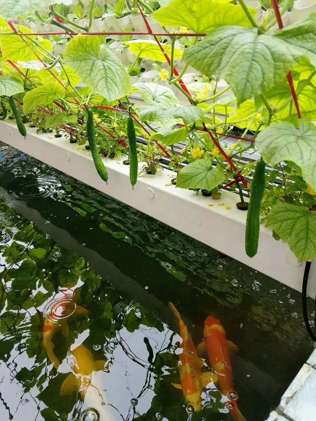 Building Materials Commercial Tunnel Pointed Shape Type Greenhouse with Internal and External Shading System for Aquaponics