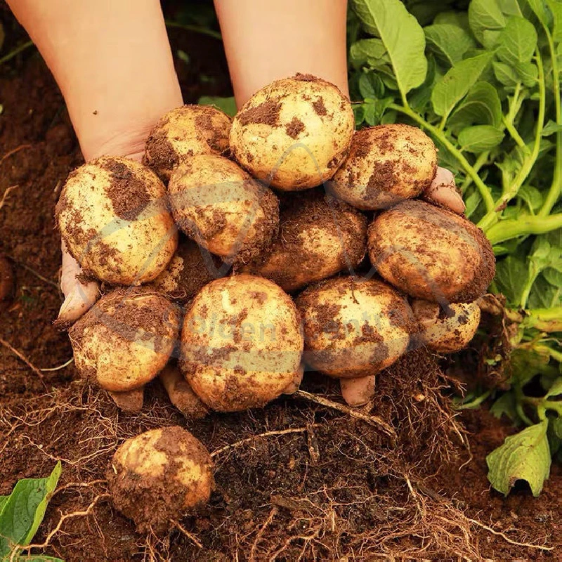 Batatas frescas para venda