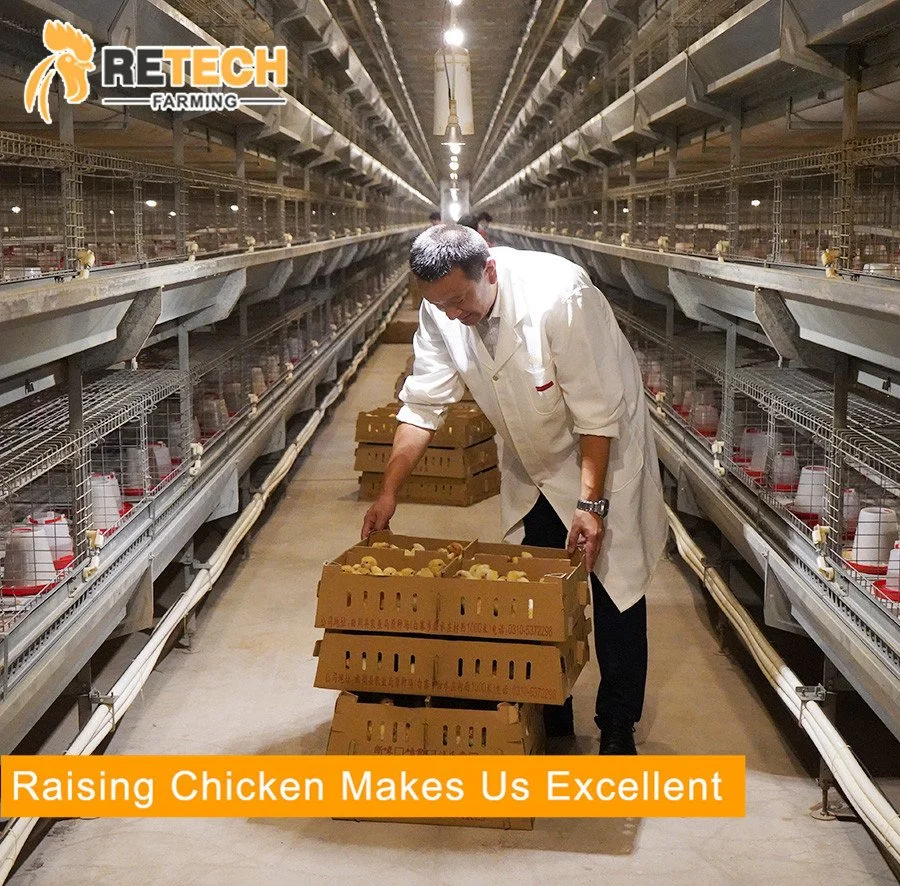 4 Tiers Pullet Chicken Battery Cage für den Anbau von Eiergeflügel Küken