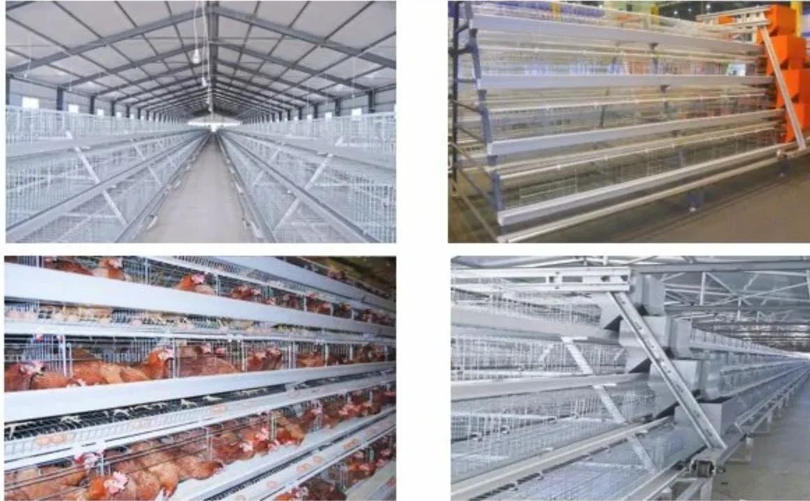 Automatic Egg Incubator Chicken Cage /Battery Cage System for Layers