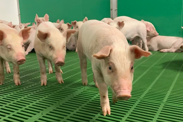 Cochon de gros de matériel agricole Caisse farrowing