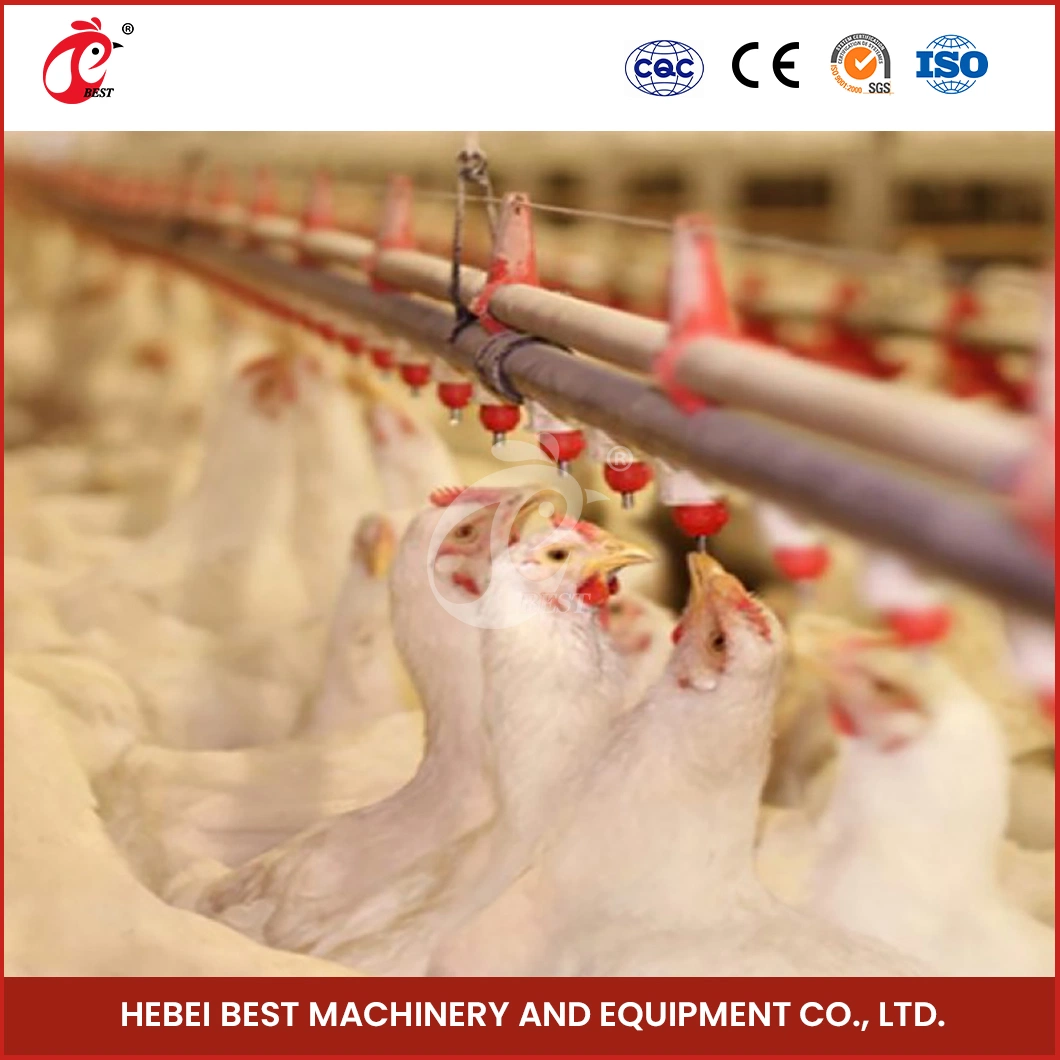 Bestchickencage Broiler Deep Litter System OEM Customized China Wasserversorgung Ist ausreichend und Gleichheit Broiler Heizung tiefen Litter System Factory