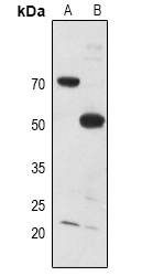 Myt1 Polyclonal Antibody