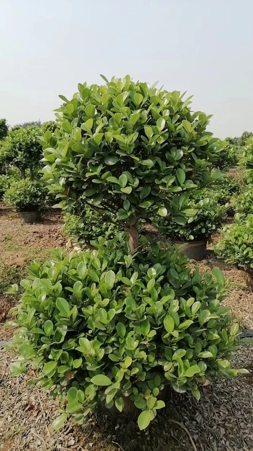 Natural Ficus Panda Tree Atacadales da Fazenda Outdoor Bonsai planta