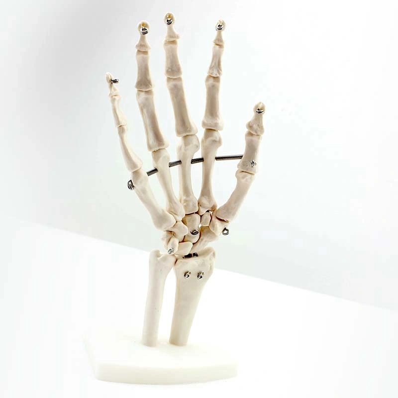 Hand Functionality Demonstration Models Medical Science Life-Size Hand Joint Model