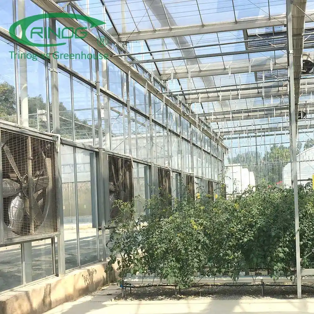 Agricultural Large Multi-span Vegetables Cultivation Hydroponics System Film Greenhouse