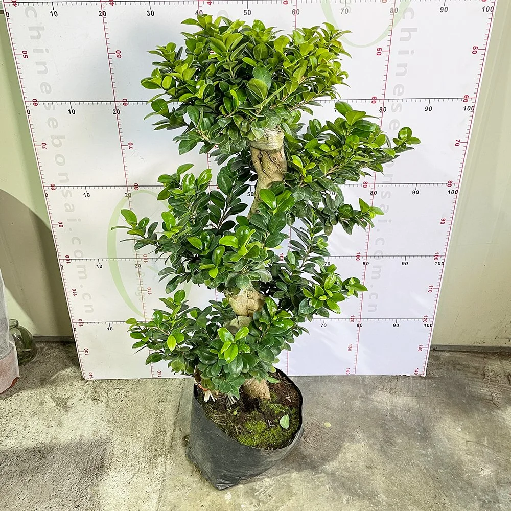 Ficus S Style Real Plant Bonsai Traditional Chinese Ficus Hot Sale Garden Ornament Wholesale/Supplier