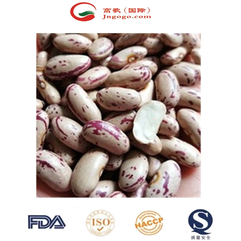 High quality/High cost performance Xinjiang Round Shape Lskb Beans