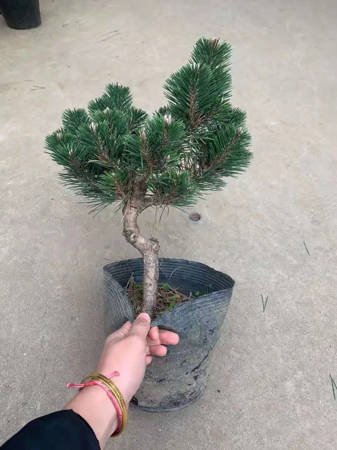 Echte Pflanzen Pinus Thunbergii Schwarze Kiefer