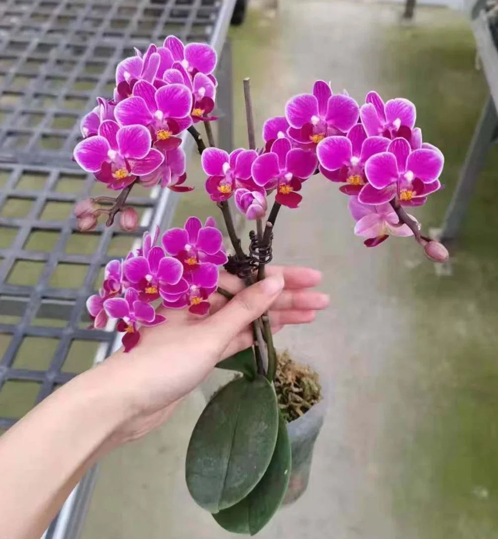 Wholesale/Supplier Phalaenopsis Orchids Mix Styles Bonsai Seedling Flower Gardening Live Plants