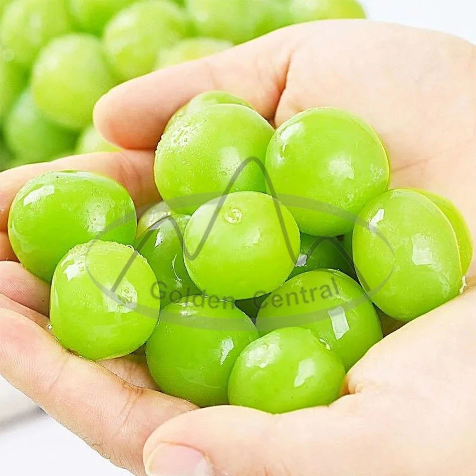 Seedless Shine Mascate Frutas frescas Ventas desde 2023 Nueva Temporada China