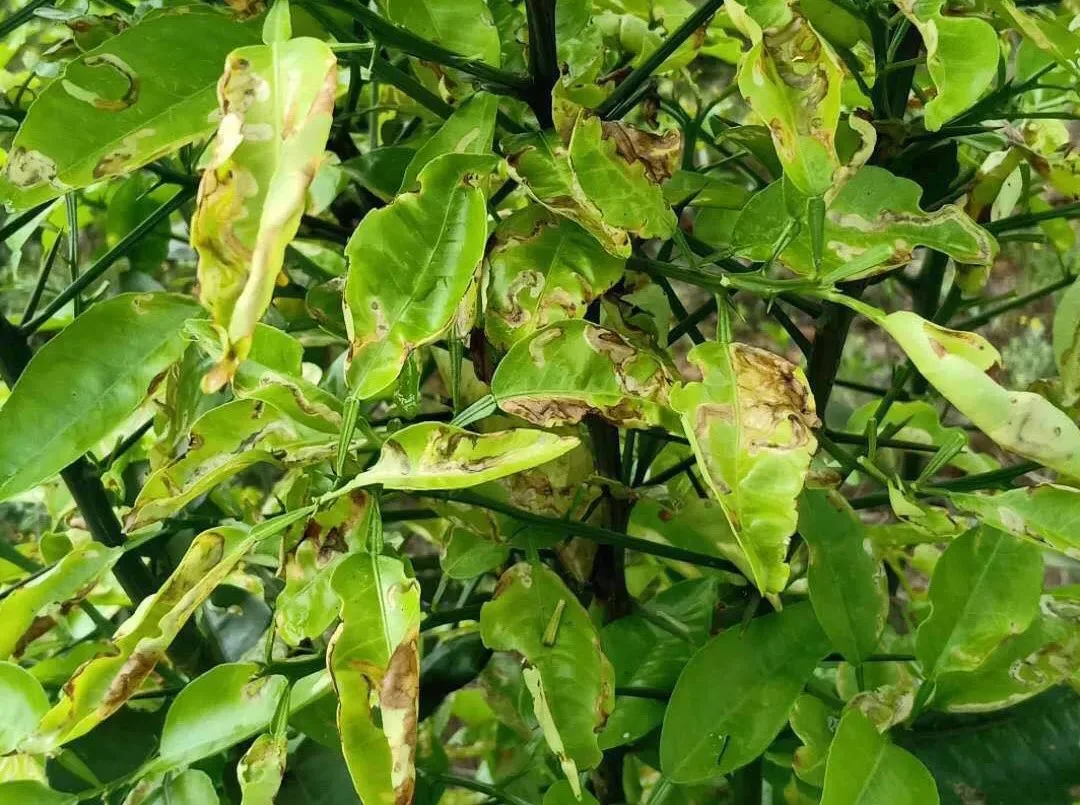 La mejor calidad de aceite de disolvente de clorpirifos 50% cipermetrina 5% ce pesticida químico insecticidas