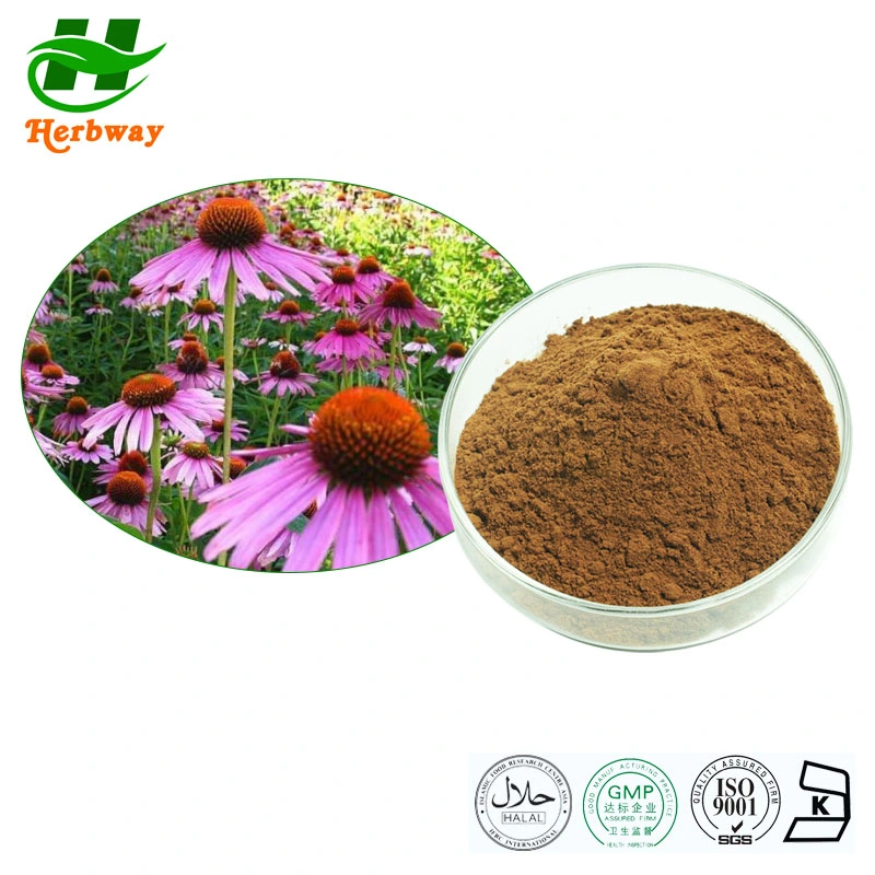 Herbway Precio Mayorista/Proveedor 0,8% Echinacosides Herbs Extracto Natural de la planta Echinacea Extracto de purpurea