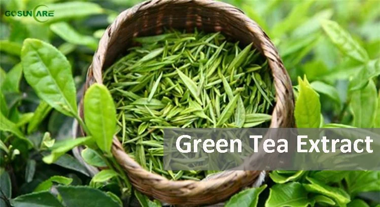 Natural Food Grade Tea Polyphenols UV EGCG Green Tea Extract Herbal Plant