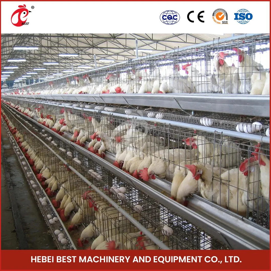 Bestchickencage Tipo corriente capa jaula China Silo capa de pollo Coop Caja de capa automática de material de fieltro personalizado OEM de fábrica