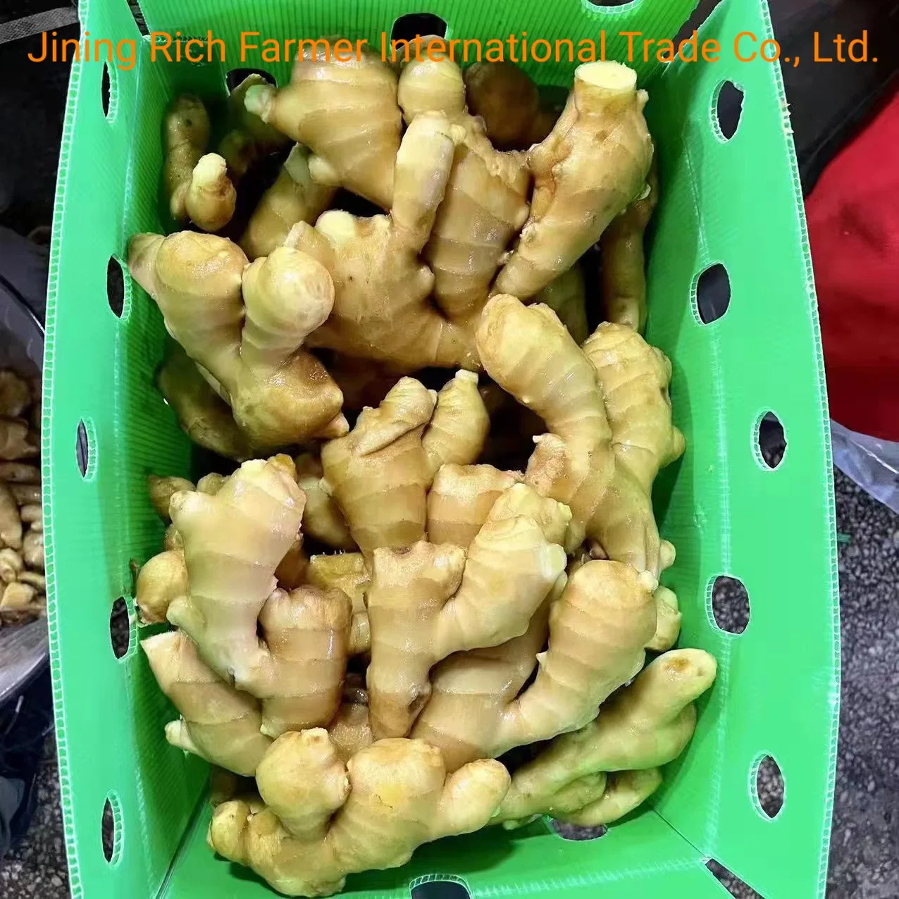 China Fresh Ginger 250g up Market Price