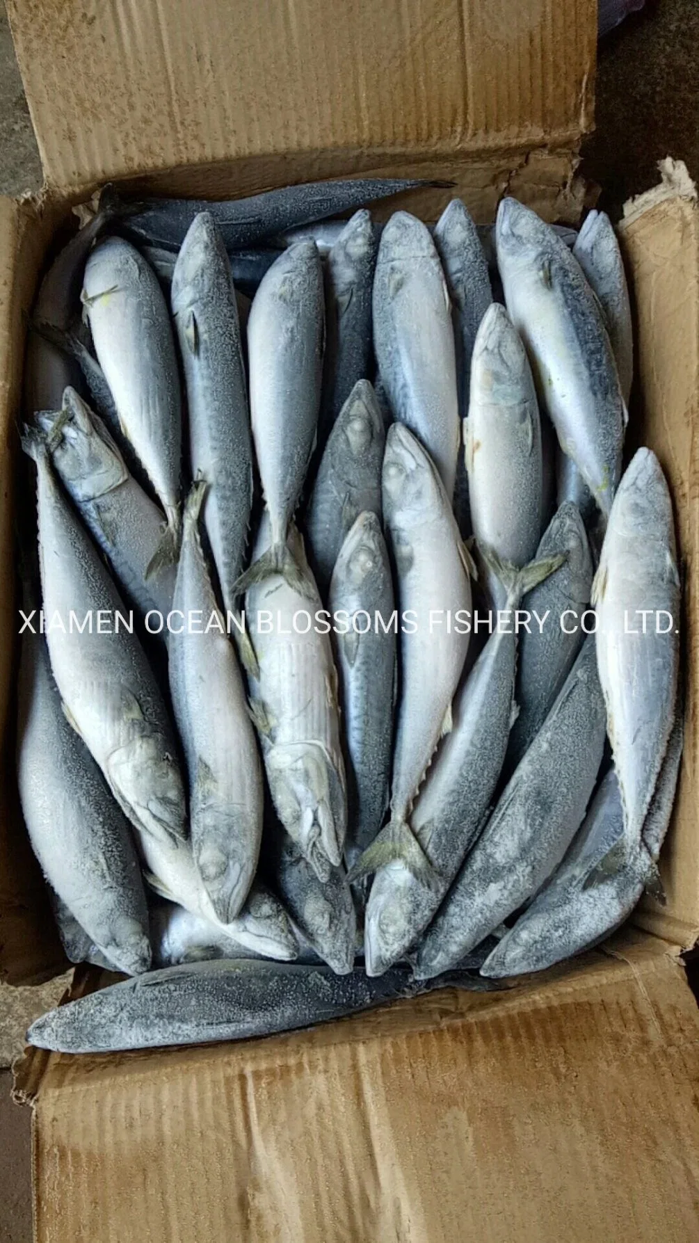 Best Sea Frozen Pacific Mackerel for Bait Scomber Japonicus Tuna Bait