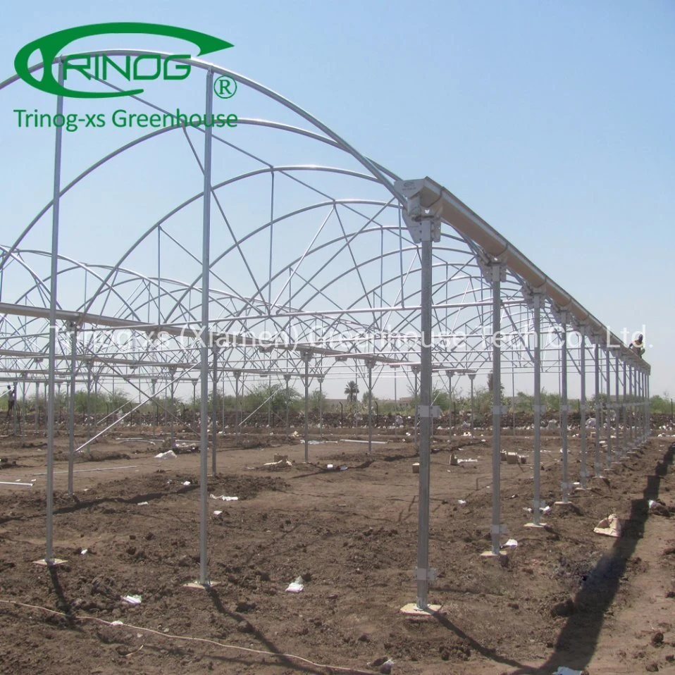 Trinog multispan hydroponic farm commercial used greenhouse tunnel for vegetable