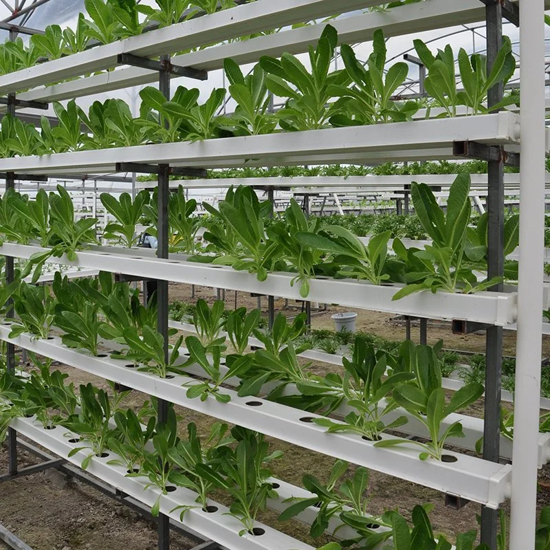 Commercial Hydroponic Nft a Frame Structure Growing System for Vegetables