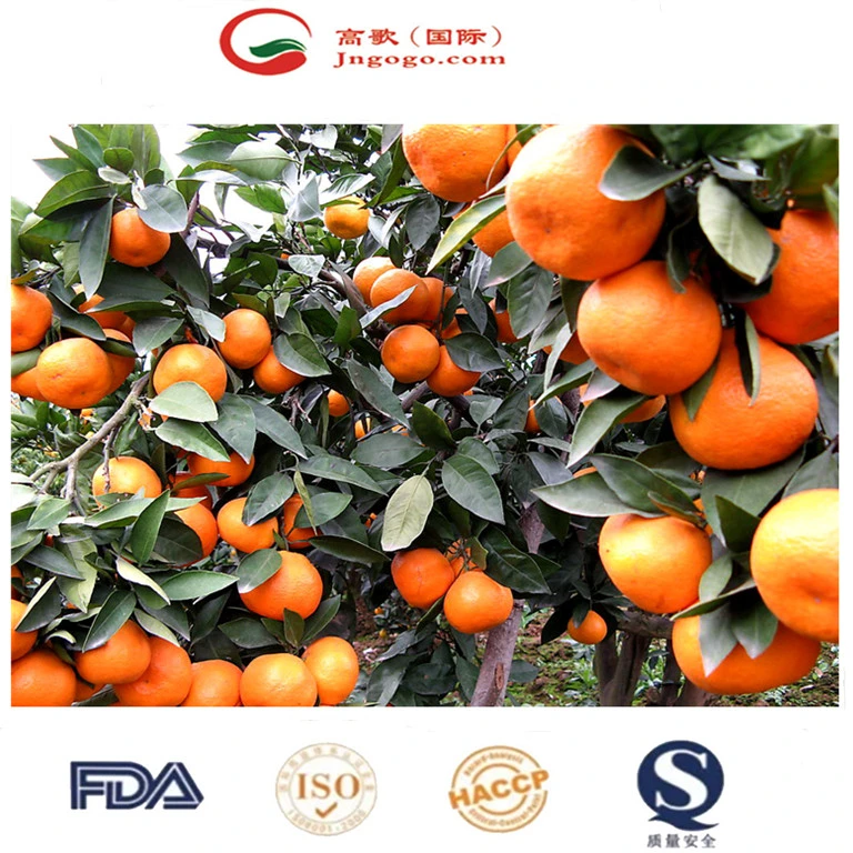 China Fresh Mandarin Sweet and High Quality Mandarin Wogan Mandarin