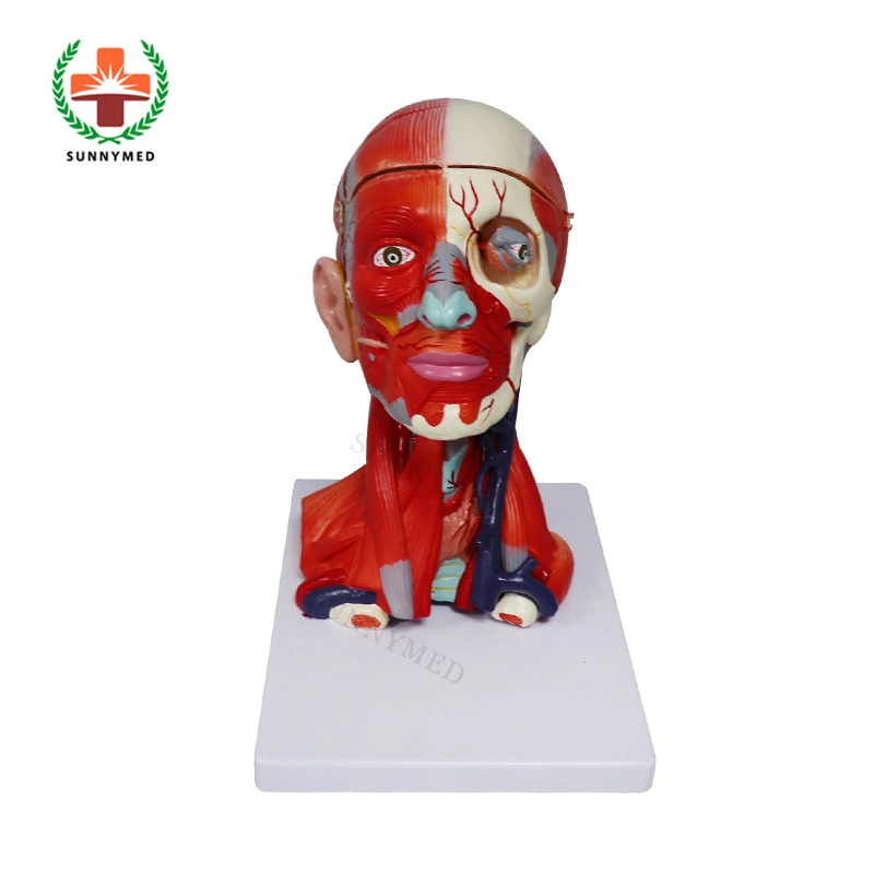 Sy-N02701 Human Head with Muscles and Blood Vessel for Teaching Training