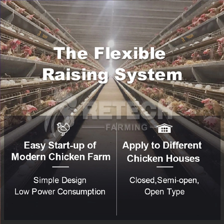 A Type Layer Cage with Full Automatic Poultry Manure Cleaning System and Feeding System