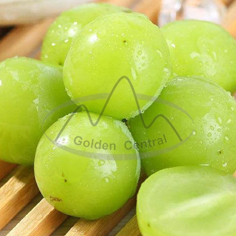 Top Quality Premium Sweet Green Grapes