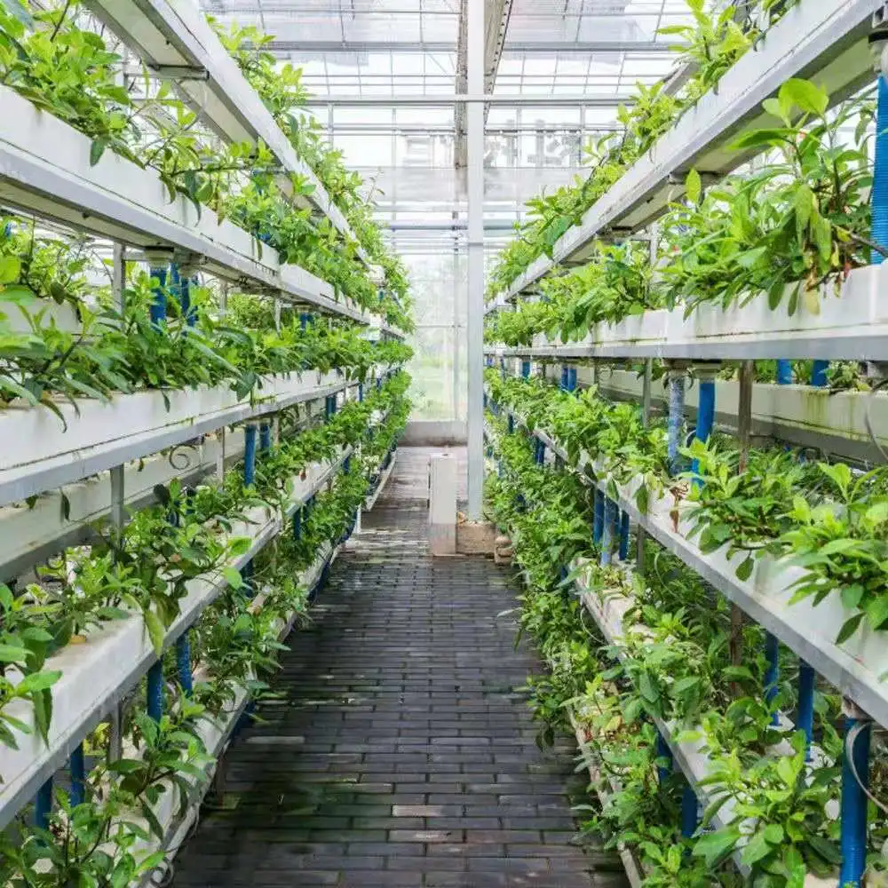 Película de la agricultura de invernadero de vidrio con sistema hidropónico/Sombra interna/externa/abrir la ventana