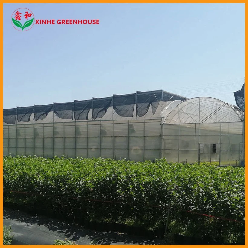 Agriculture Plastic Film Greenhouse with Cooling System for Flower Planting