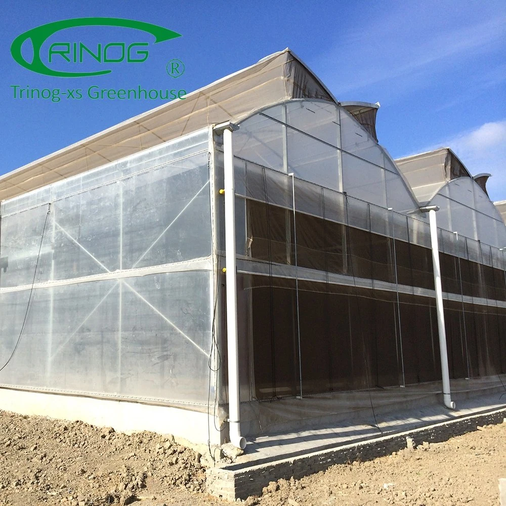 Professional Multi-Span Tunnel/Arch Type PE/Po Film Plastic Greenhouse for Tomato/Cucumber Straweberry Hydroponic Growing