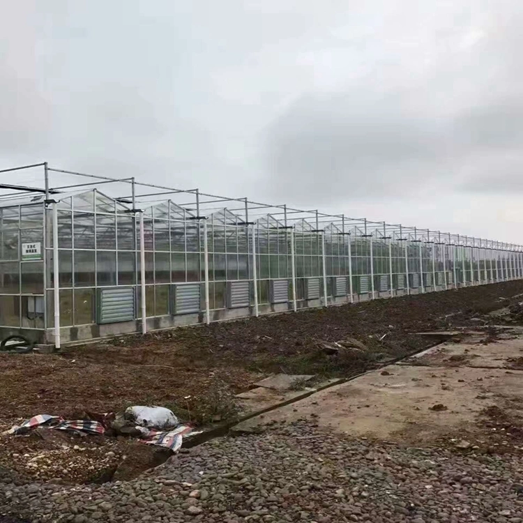 Venlo gehärtet/schwimmt 4mm/5mmglass Mehrspan Gewächshaus Vorräte für Landwirtschaft