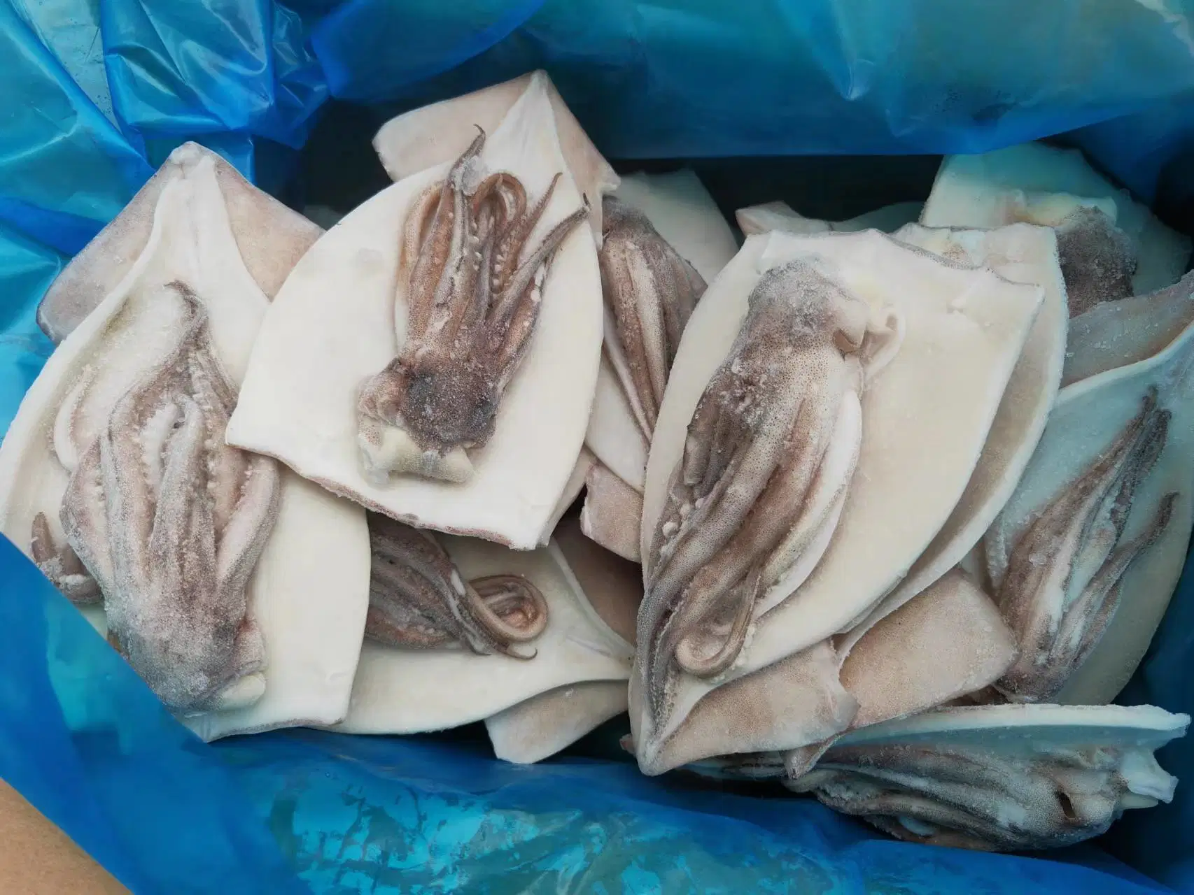 Gigas Giant Squid, Frozen Squid Raw Material Fillet, Squid Sotong Fillet, Calamari, Pota