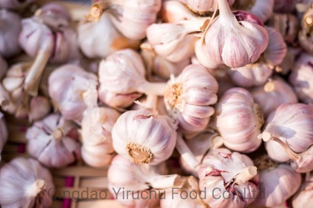 The Most Popular Garlic in Jinxiang, China