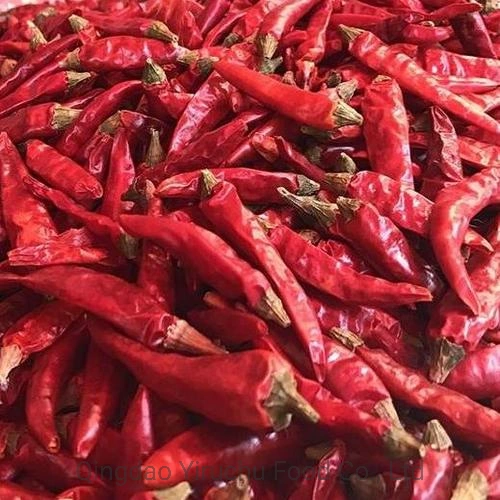 El nuevo cultivo de exportación de buena calidad de chili dulce