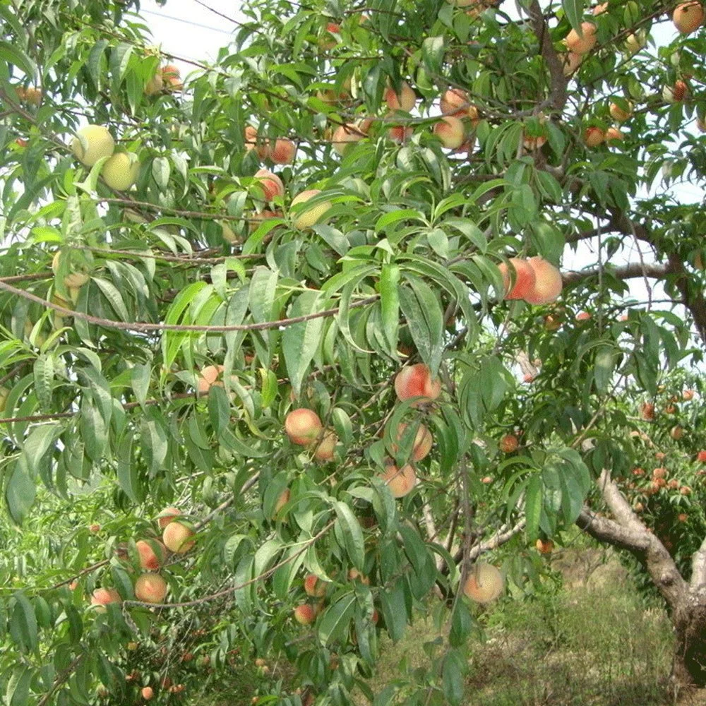 Alta tasa de germinación Prunus Persica semillas/Peach semillas para cultivo