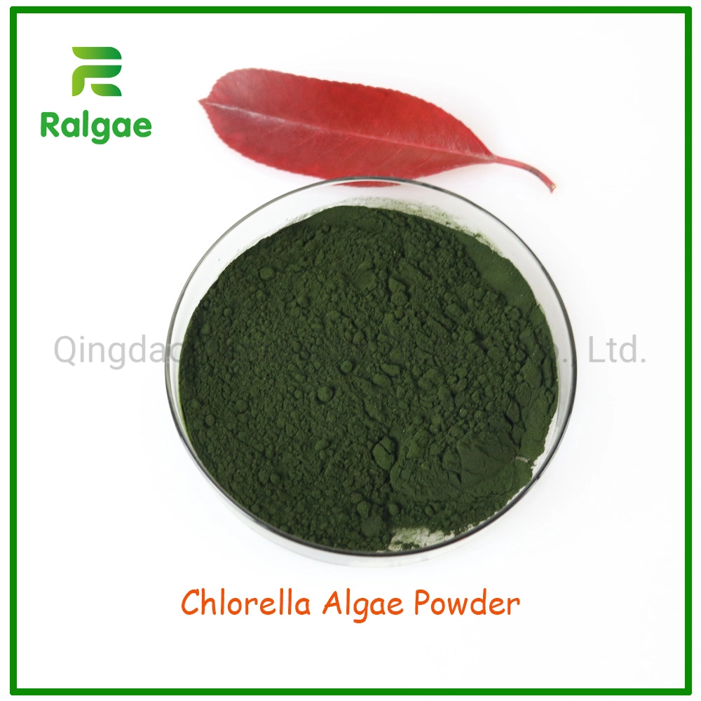 Cloro de calidad de alimento Algea polvo Alto suministro de proteína fábrica de Chlorella