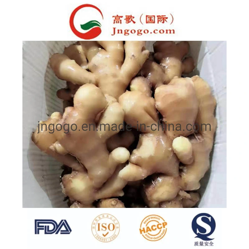 Shine Yellow Colour Fresh Ginger (100g-150g)