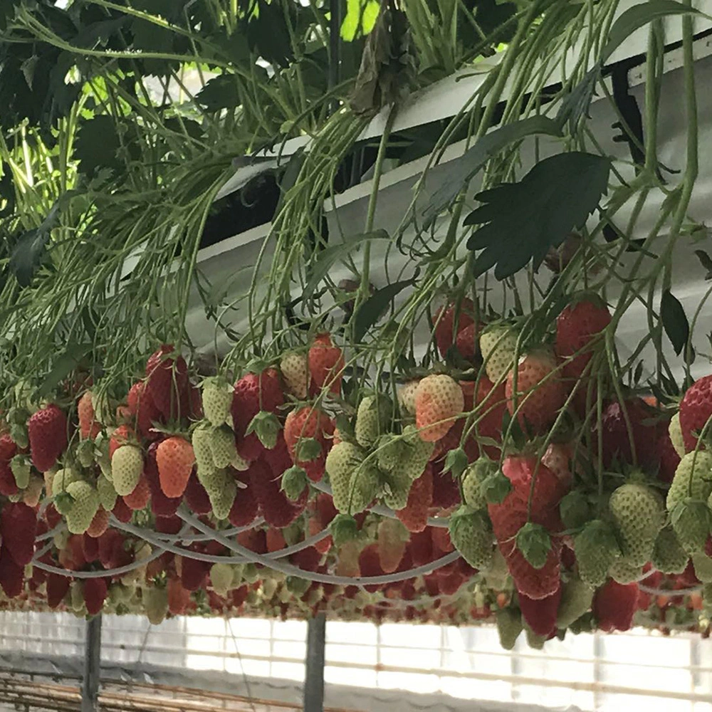 Hydroponic Strawberry Gutter PVC Gutter System for Greenhouse Strawberry Growing