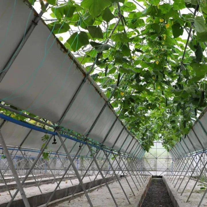 Lettuce/Spinach/Cerly Greenhouse with Tunnel Film Cover