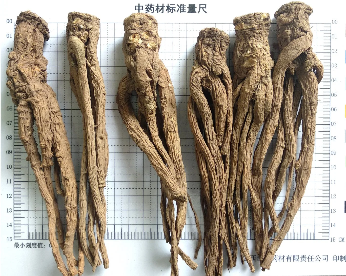 Danggui Angelica Fornecedor chinês Gansu local tradicional Tonic chinês Herb Natural