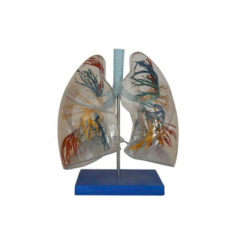 Modelo de segmento pulmonar de PVC transparente