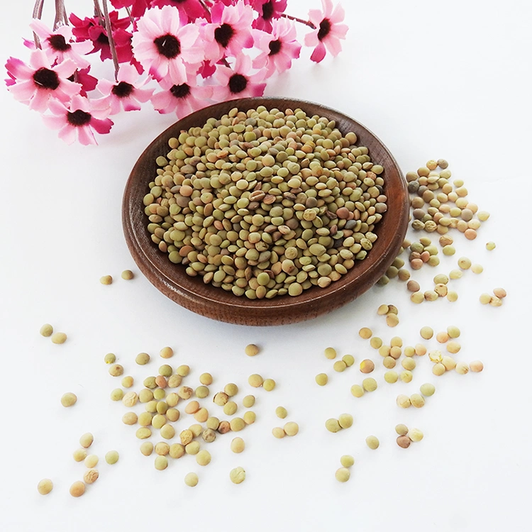 Hot Sale Lentils Beans with Low Price of Green Lentils