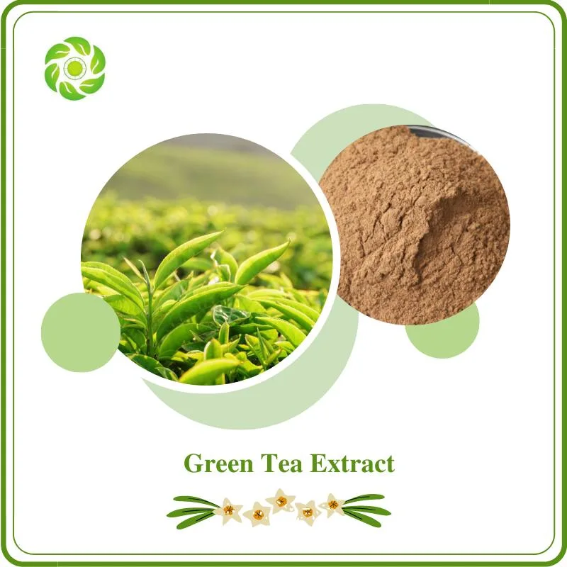 World Well-Being Biotech ISO&FDA Certified Natural Plant Extract Tea Polyphenols EGCG Catechins Epicatechin Black Tea Dark Tea Matcha Green Tea Extract