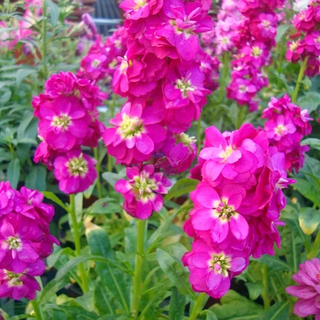 Graines de violette, graines de Matthiola incana, graines de houary