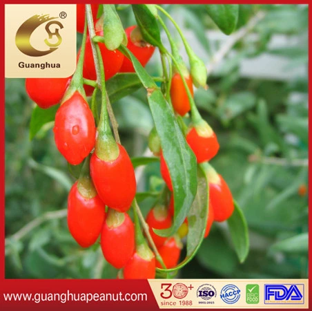 Organic Best Quality Dried Goji Berry New Crop