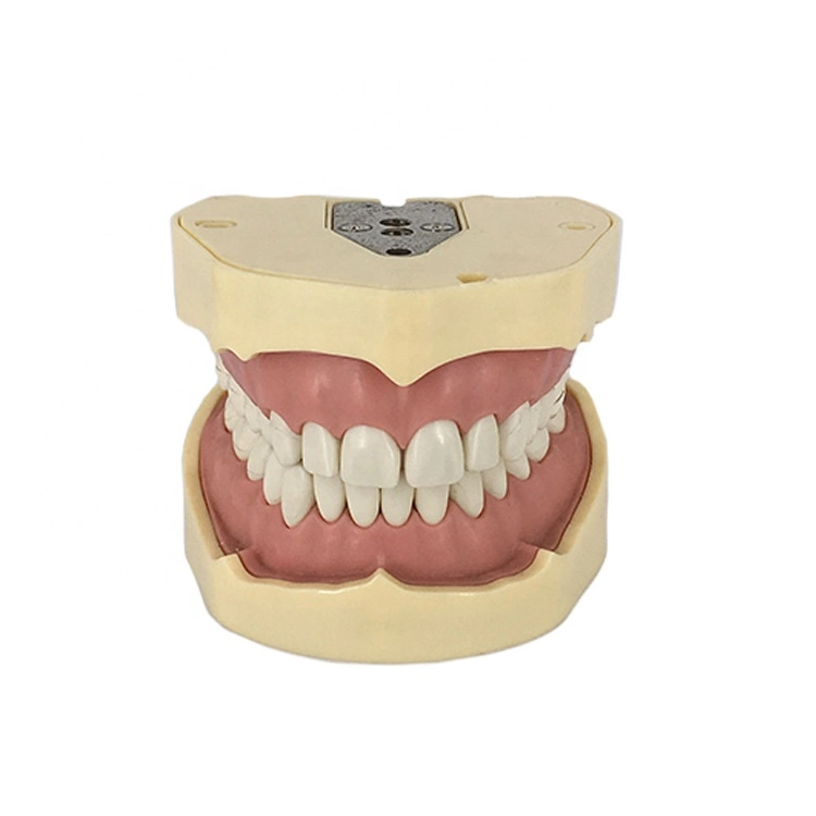 Dental Simulation System Dental Laboratory Tools Equipment for Education