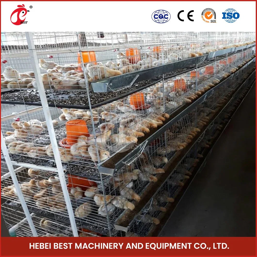 Bestchickencage H Type Chicks Cage Breeder Cage China Sturdy Spacious Brooder Cage Manufacturer High-Quality Durable and Easily Clean Layer Pullet Cage