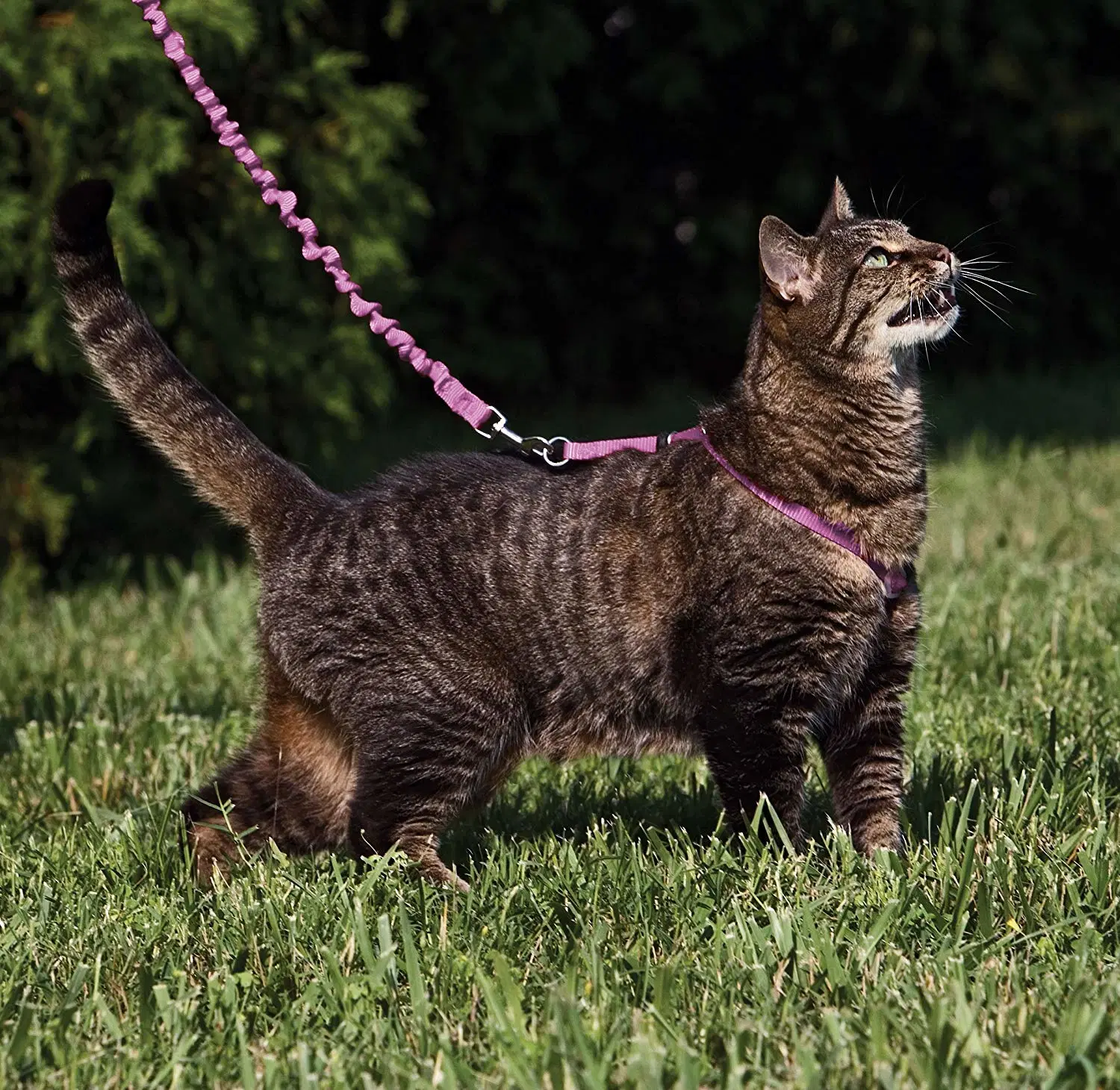 Un control cómodo paseo Cat cables flexibles con los collares de Bungee Correa